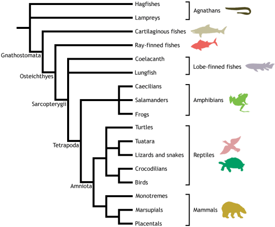 dendrogram