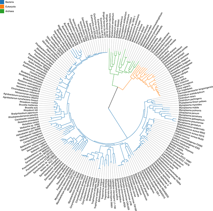 Circular Dendrogram