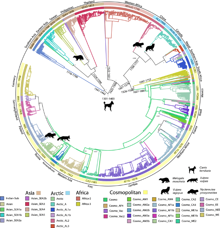 Circular Dendrogram