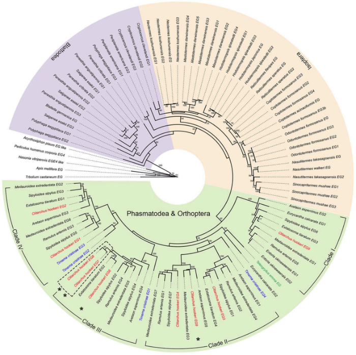 Circular Dendrogram