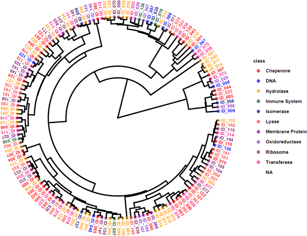 Circular Dendrogram