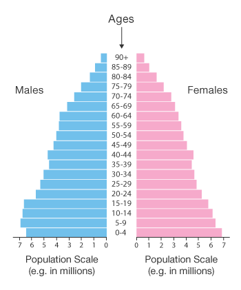 population pyramid