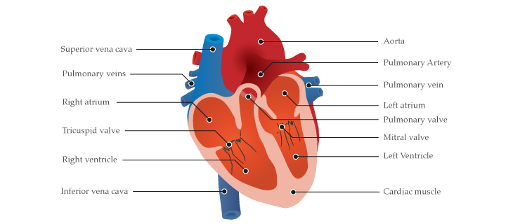 illustration diagram